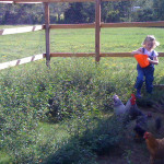 Feeding the Chickens 