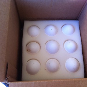 Eggs Packed up for shipping