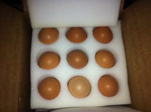 bielefelder eggs