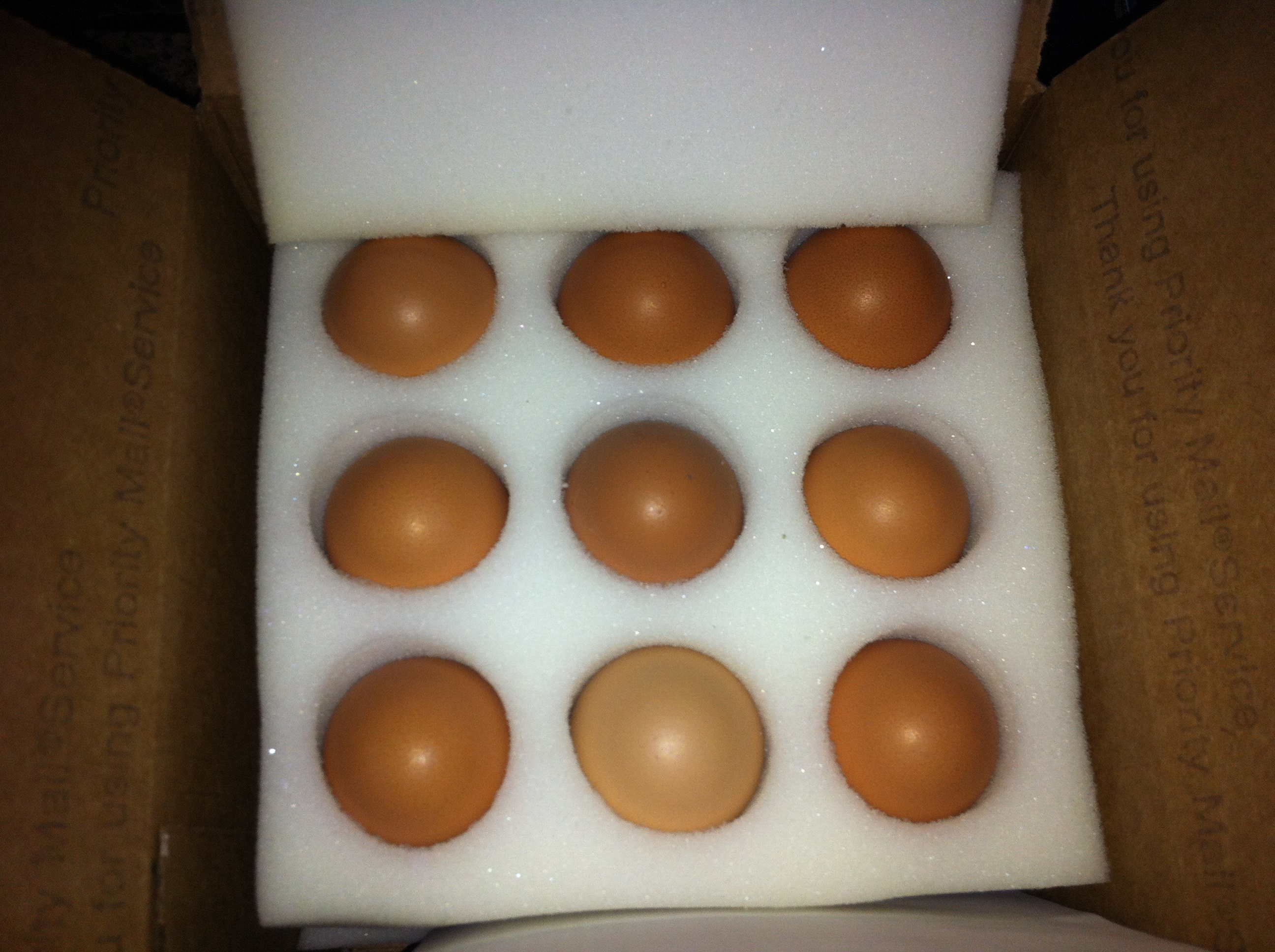 12 Bielefelder Hatching Eggs