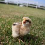 bielefelder-female-chick