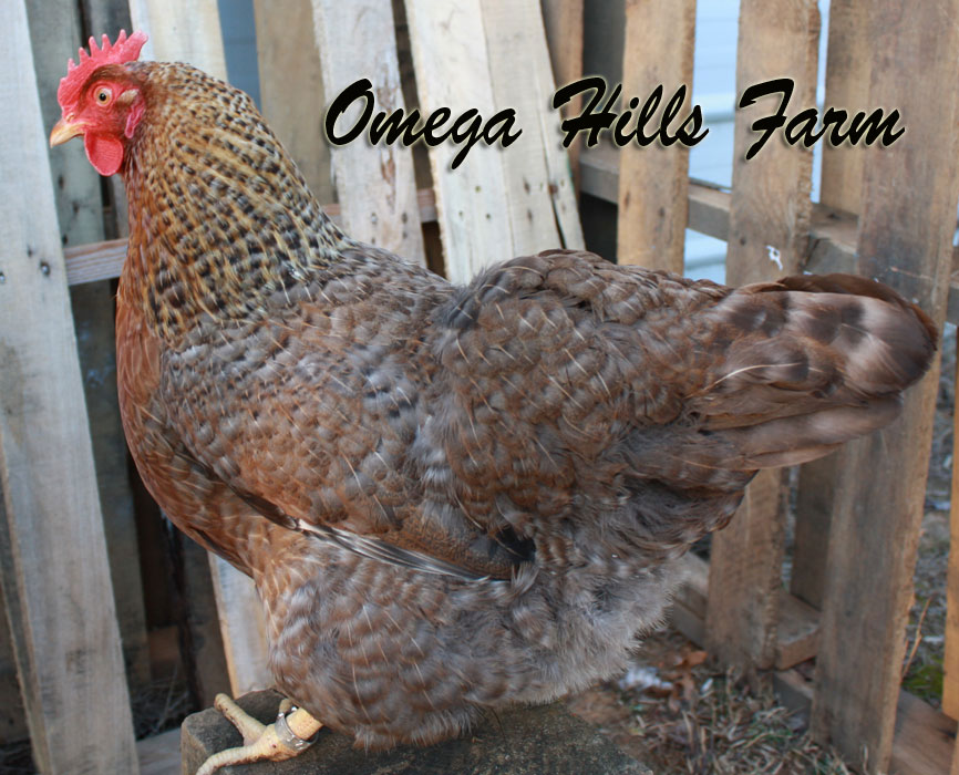 Bielefelder Chickens and Hatching Eggs for Sale