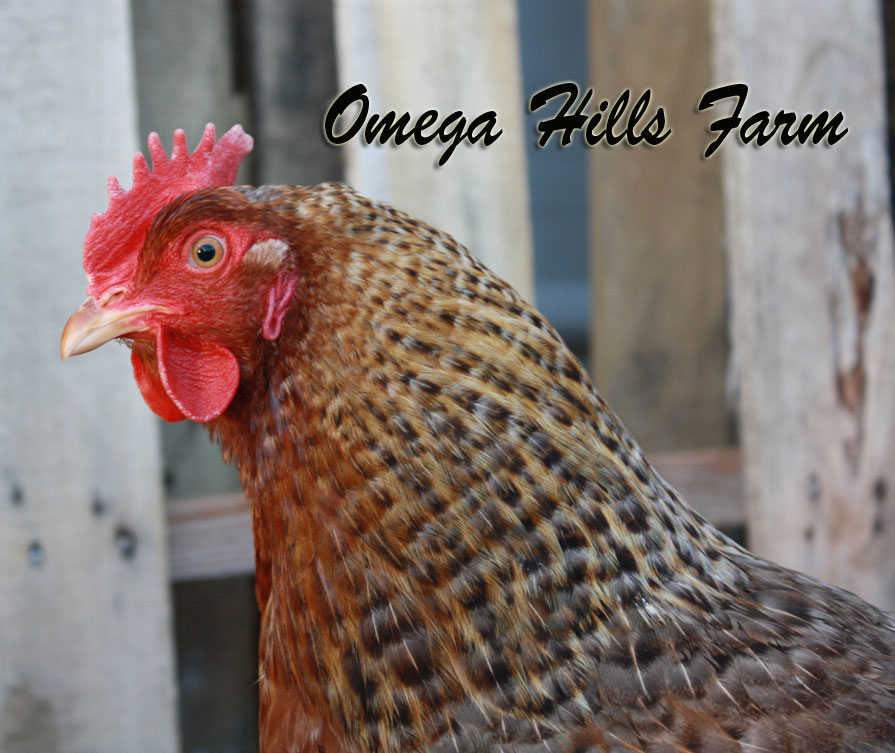 Bielefelder Chickens and Hatching Eggs for Sale