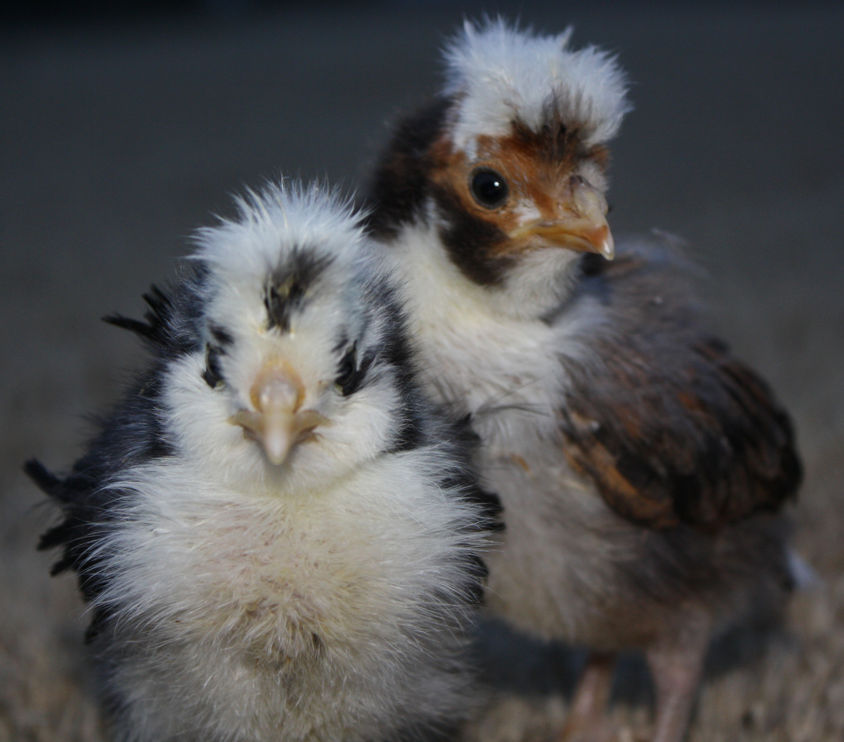 Tolbunt Polish Chickens and Hatching Eggs for Sale image photo