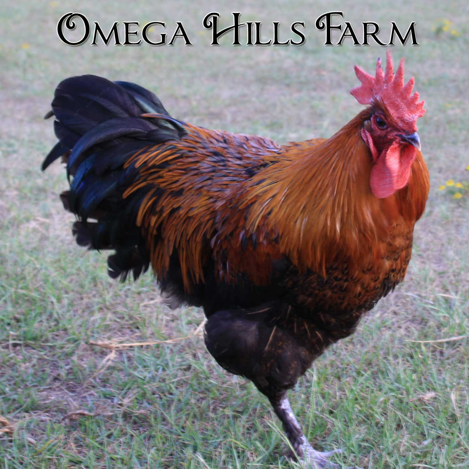 FRENCH BLACK COPPER MARANS FERTILE  HATCHING EGGS 6 EXTRAS BREED STANDARD. 