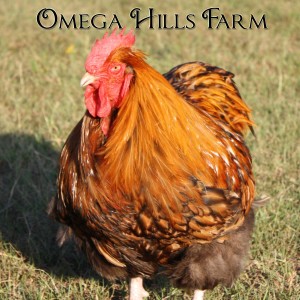 gold-laced-orpington-rooster-1