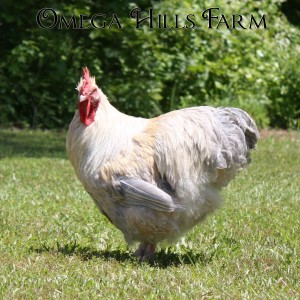 isabel-cuckoo-rooster-2