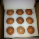 bielefelder eggs