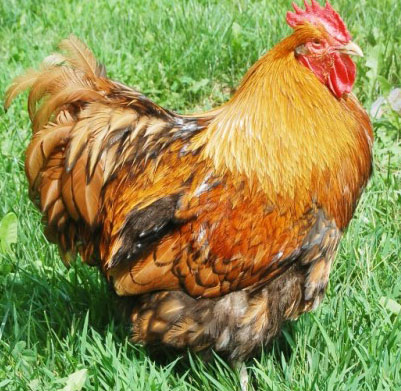 English Gold Laced Orpington Chickens and Hatching Eggs for Sale